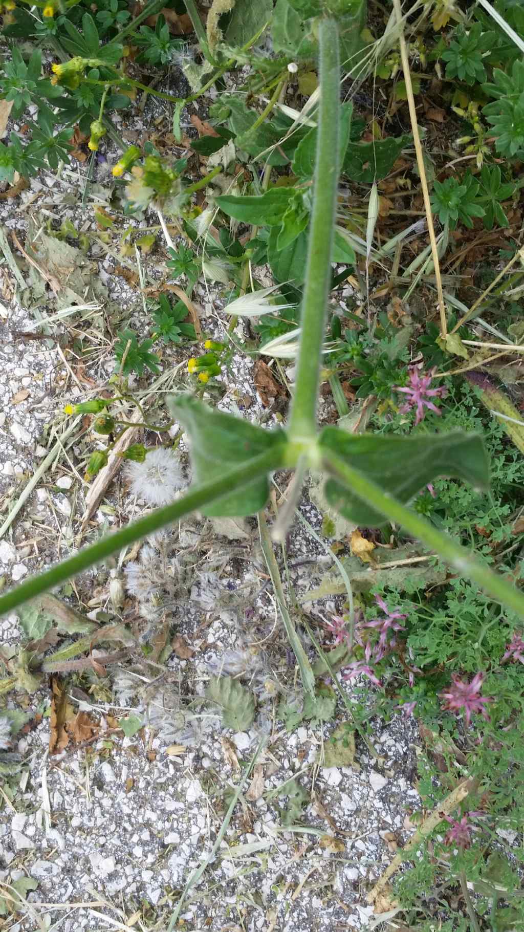 Silene alba